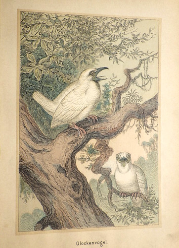 Tiere stein lithographie - tiere, stein-lithographie