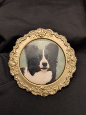 Vintage Border Collie Hund