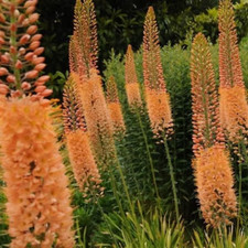 Sale1676 Eremerus Orange Robustus Riesen Steppenkerze 5 Samen