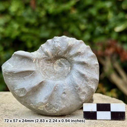 Seltener ceratite - seltener,