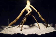 Aquarium Wurzel / Talawa / Teawood / Pionierholz / Aquarium Deko NEU ! TE801