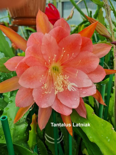 Epiphyllum blattkakteen - epiphyllum,