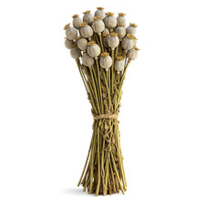 Mohn Kapseln getrocknet Extra