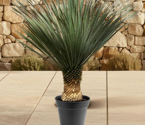 Yucca rostrata 100 120 - 100-120, cm
