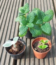 3 verschiedene Sinningien