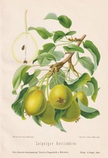 Leipziger Rettichbirn Birnen