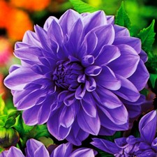 Dahlie Knolle Sommerblumen