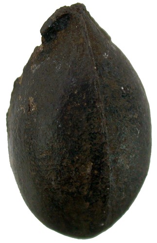 Karbon trigonocarpus - ,