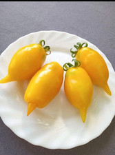 Tomatensamen /Zolotaya Kanareyka/  goldener Kanarienvogel