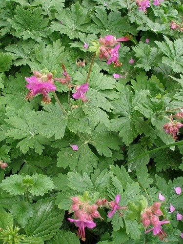 Storchschnabel rosa bis - rosa, 40cm