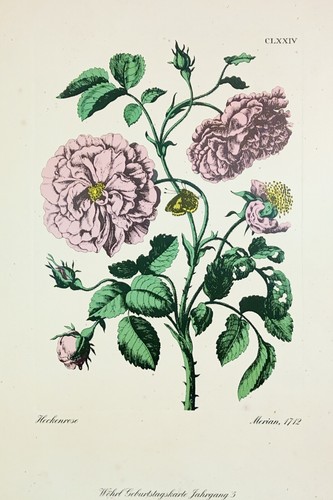 Wöhrl geburtstagskarte - wöhrl,