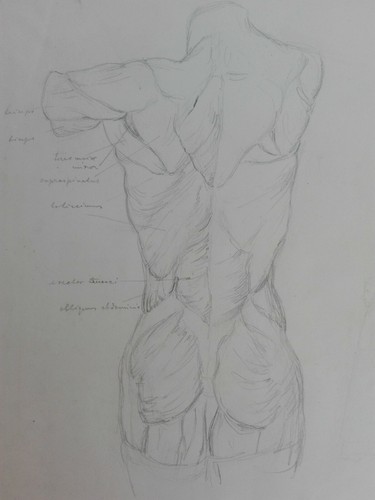 anatomische