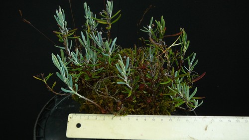 Andromedia polifolia - ,