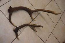 Abwurfstangen Geweihstangen Hirschhorn Hirschgeweih Geweih Horndekoration