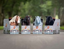 Lemieux Spielzeug Pony - Alle Designs - 11 Designs zur Auswahl - NEU