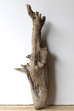 Treibholz Schwemmholz Driftwood  1 knorrige  Wurzel Dekoration Terrarium 56 cm