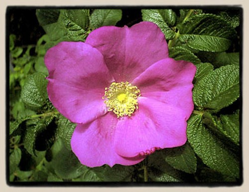 Duftende apfelrose mit großen - duftende,