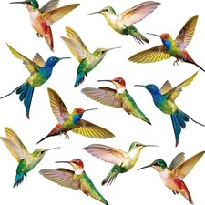 Kolibri Fenster Haftet Vogel