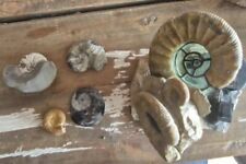 Fossile Versteinerte Schnecken