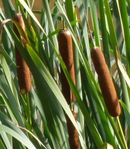 Samen teichpflanze rohrkolben - samen,
