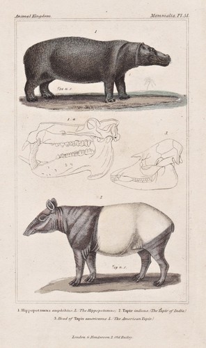 Flusspferd hippopotamus - flusspferd,