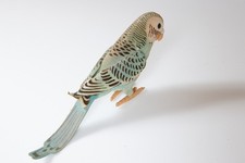 Steiff Wellensittich "Franzi"