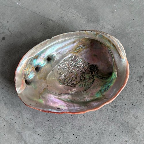 Vintage abalone - 🩶,