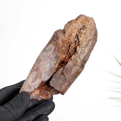 Grobes dinosaurier knochen - dinosaurier,