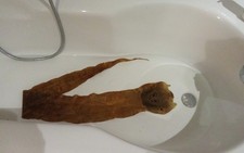 Alte echte Schlangenhaut,Cobra , Vintage Antikität Dekoration ca150 cm