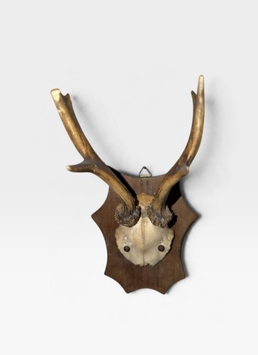 Rehgehörn rehbock mit - rehbock,