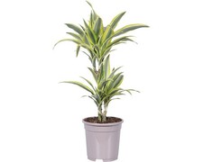 Drachenbaum FloraSelf Dracaena 'Lemon Lime' H ca. 75 cm Ø 17 cm Topf