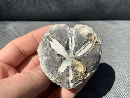 Fossil feuerstein seeigel - feuerstein,