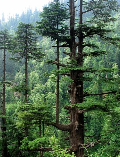 Samen bonsai himalaya zeder - samen, himalaya-zeder