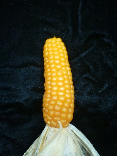 Korn tom thumb - , 'tom