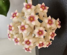 Heavenly hoya - heavenly,