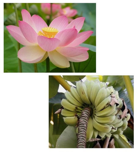Samen angesagter lotus und - samen,