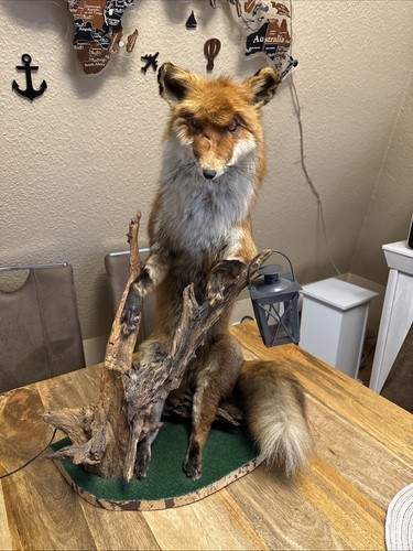 Fuchs tierpräparat rotfuchs - tierpräparat,
