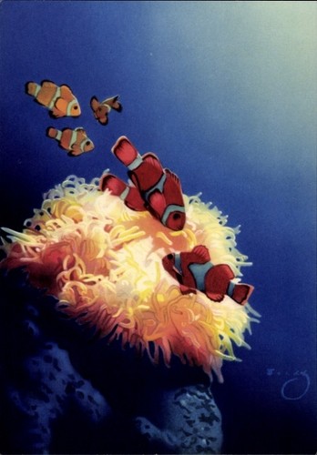 Künstler wendt seeanemone - künstler, ak