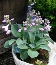 Mini hosta funkie blue - hosta, mouse