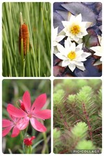 Wasserpflanzen Wolff Teichpflanzen Miniteich Wasserpflanzen Zwergseerose im Korb