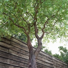 1x Korkenzieherweide, matsudana Tortuosa,  Pre Bonsai, Baum, aus dem Biogarten
