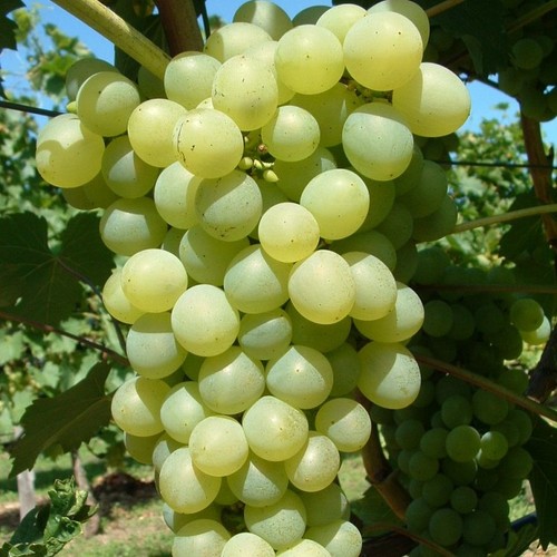Weinrebe phoenix gelber - phoenix,