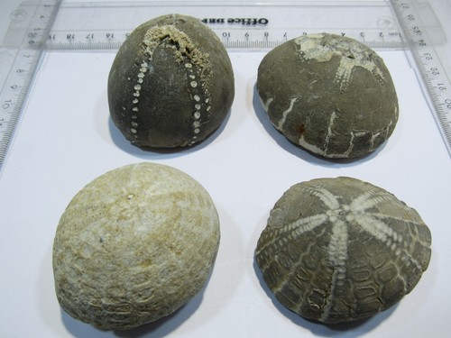 Md318 vier echinocorys - md318,