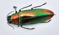 Buprestidae, Chrysochroa
