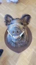 Keilerkopf ,Tierpräparat