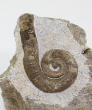 Nautiloid, Lituites perfectus