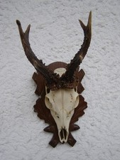 Geweih Rehbock. Symmetrischer