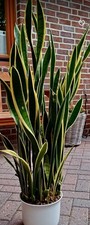 Sansevieria Bogenhanf Futura Schattenpflanze Luftreiniger