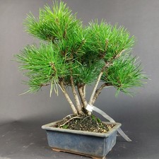 Bonsai - Schwarzkiefer, Pinus Thunbergii, Japan