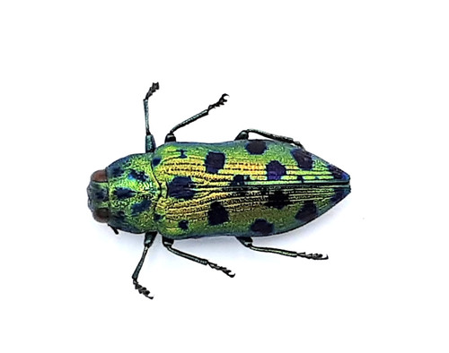 Buprestidae ovalisia a2 - buprestidae,,